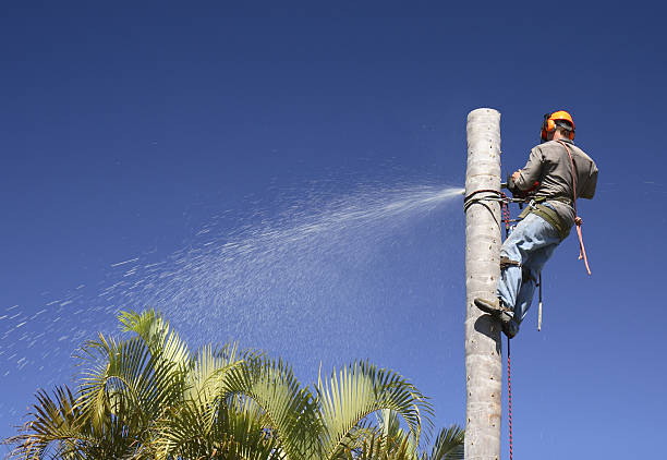 Best Tree Trimming and Pruning  in Lapel, IN