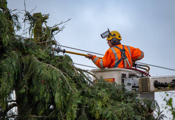 Best Palm Tree Trimming  in Lapel, IN