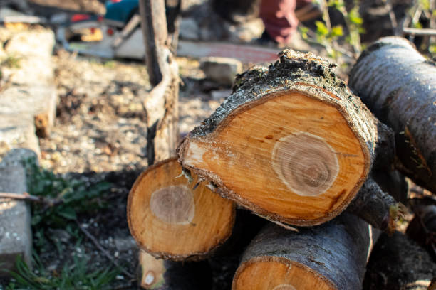 Best Storm Damage Tree Cleanup  in Lapel, IN