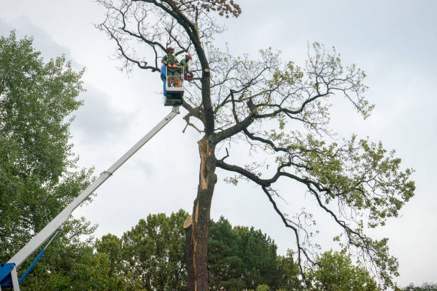 Leaf Removal in Lapel, IN